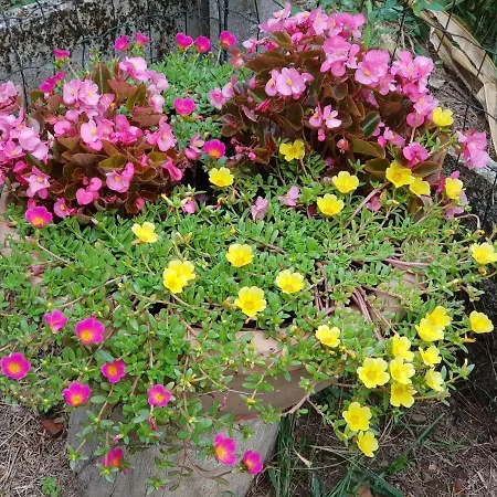 Az.agr.cascina Moretta * Momo