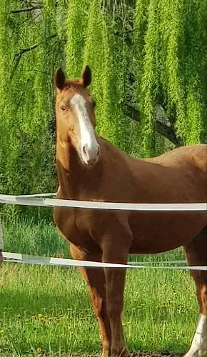 Az.agr.cascina Moretta Vakantieboerderij *